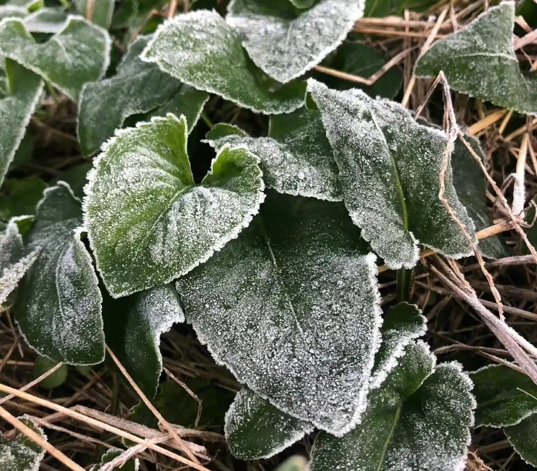 1634884267922128.jpg 1634884267922128.jpg